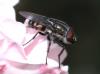 Stomorhina lunata